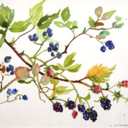 Wild Berries